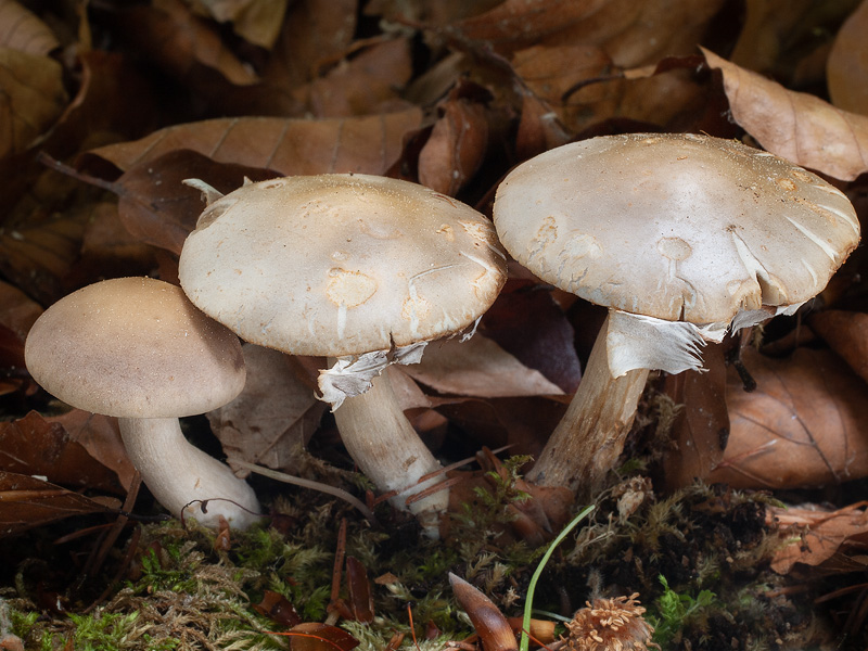 Agrocybe xanthocystis